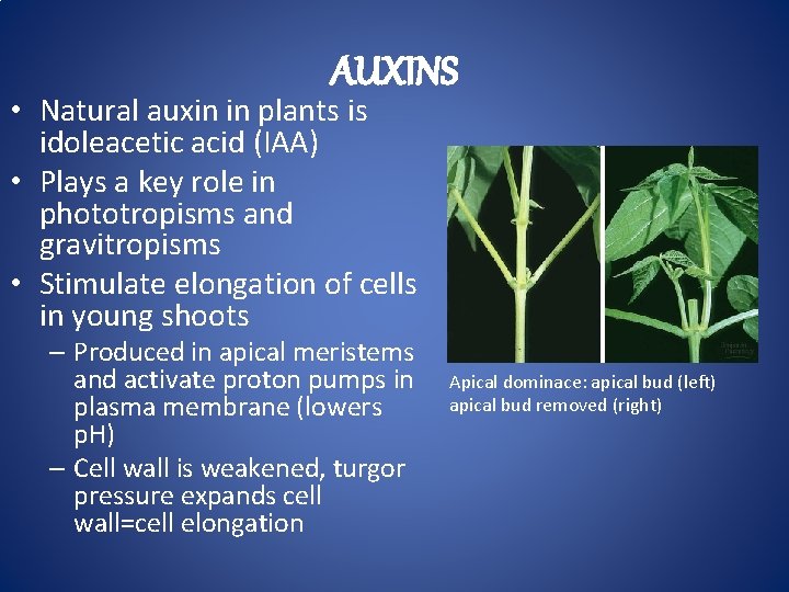 AUXINS • Natural auxin in plants is idoleacetic acid (IAA) • Plays a key