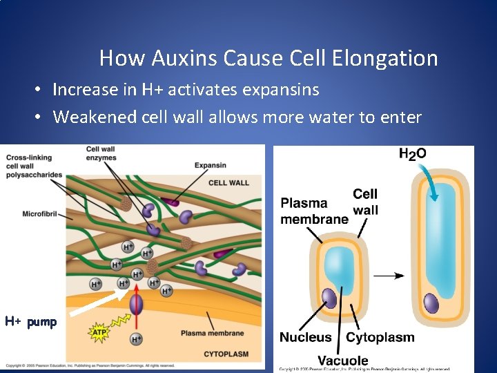 How Auxins Cause Cell Elongation • Increase in H+ activates expansins • Weakened cell