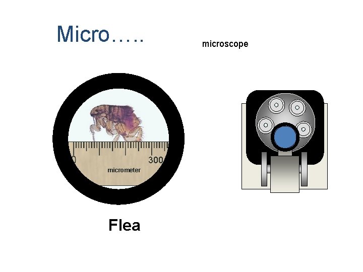 Micro…. . microscope 300 micrometer Flea 