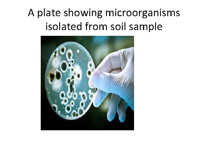A plate showing microorganisms isolated from soil sample 