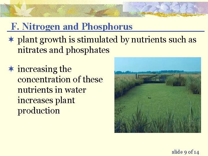 F. Nitrogen and Phosphorus ¬ plant growth is stimulated by nutrients such as nitrates