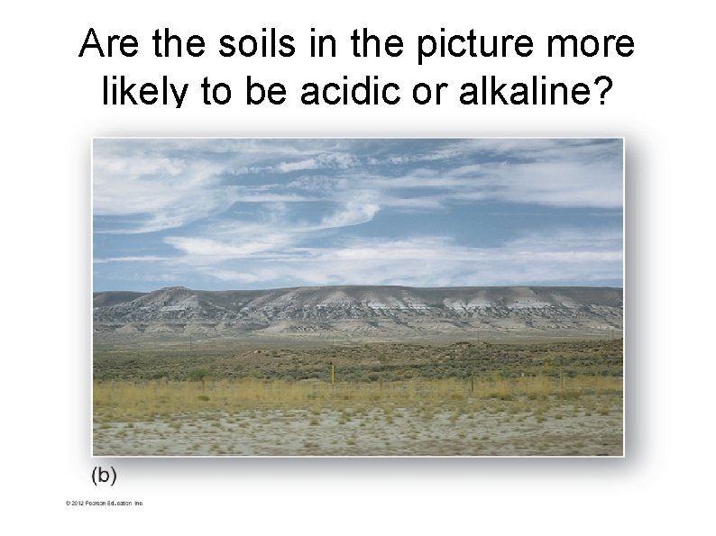 Are the soils in the picture more likely to be acidic or alkaline? 