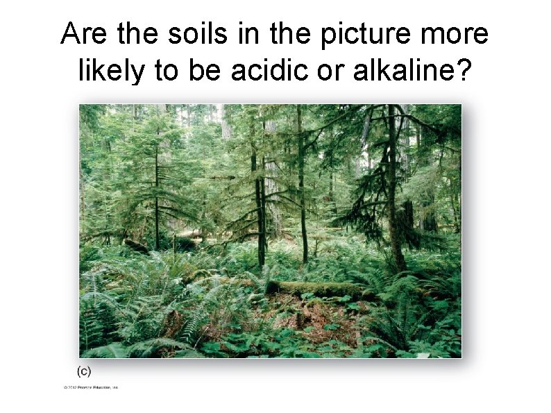 Are the soils in the picture more likely to be acidic or alkaline? 