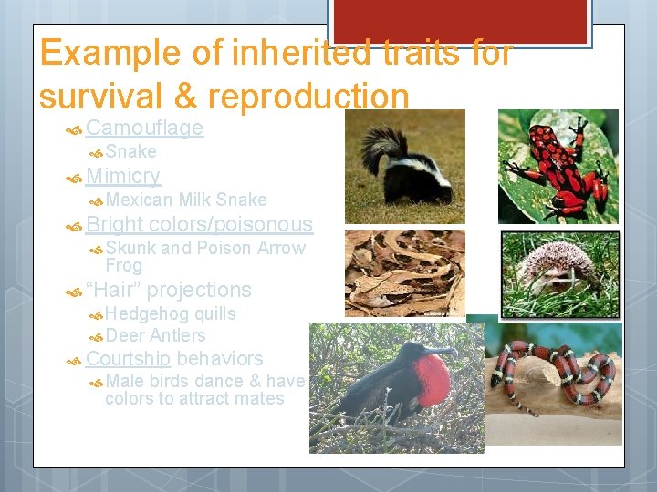 Example of inherited traits for survival & reproduction Camouflage Snake Mimicry Mexican Bright colors/poisonous
