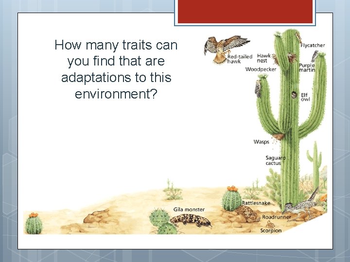 How many traits can you find that are adaptations to this environment? 