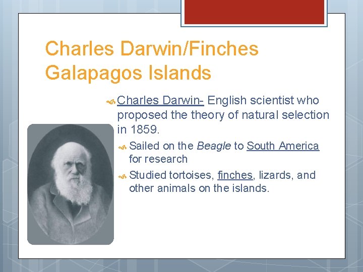 Charles Darwin/Finches Galapagos Islands Charles Darwin- English scientist who proposed theory of natural selection