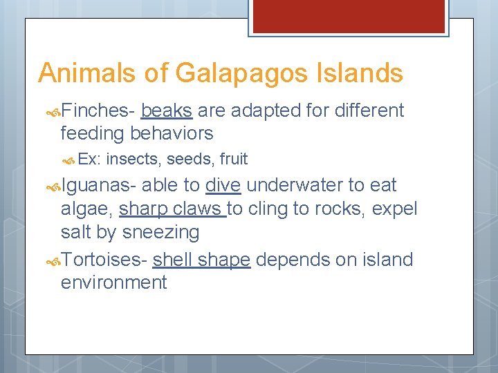 Animals of Galapagos Islands Finches- beaks are adapted for different feeding behaviors Ex: insects,