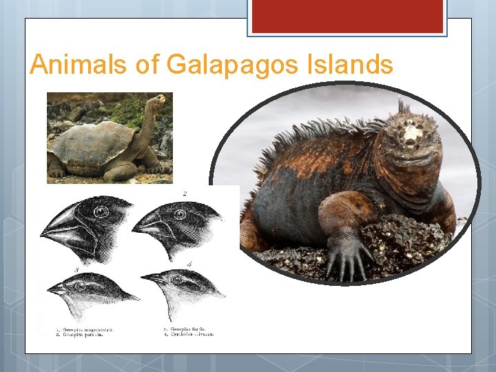 Animals of Galapagos Islands 