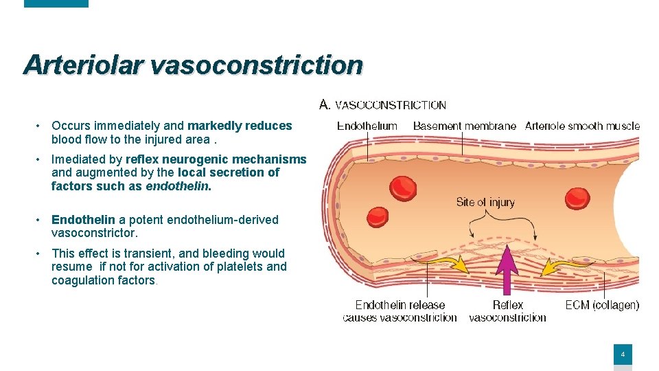 Arteriolar vasoconstriction • Occurs immediately and markedly reduces blood flow to the injured area.
