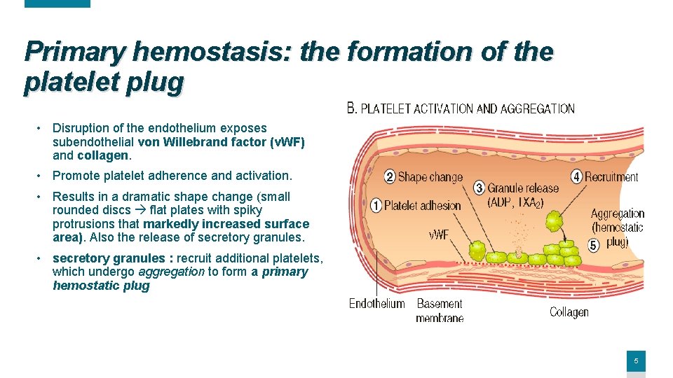 Primary hemostasis: the formation of the platelet plug • Disruption of the endothelium exposes