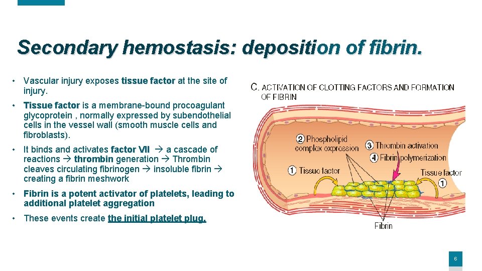 Secondary hemostasis: deposition of fibrin. • Vascular injury exposes tissue factor at the site