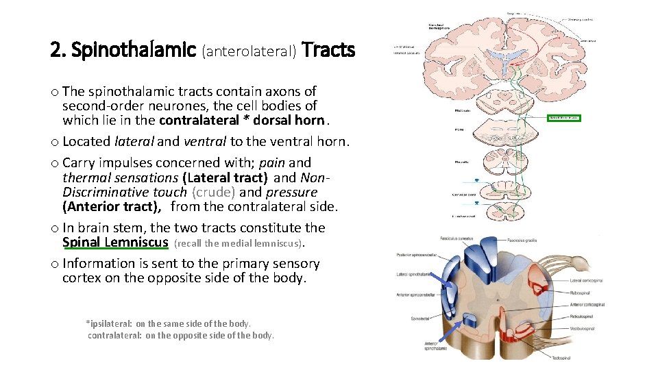 2. Spinothalamic (anterolateral) Tracts o The spinothalamic tracts contain axons of second-order neurones, the