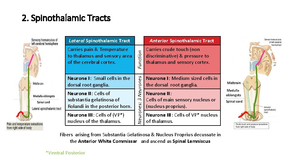 2. Spinothalamic Tracts Neurone I: Small cells in the dorsal root ganglia. Neurone II: