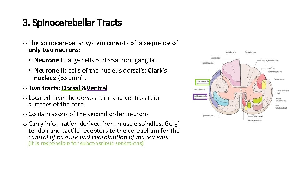 3. Spinocerebellar Tracts o The Spinocerebellar system consists of a sequence of only two