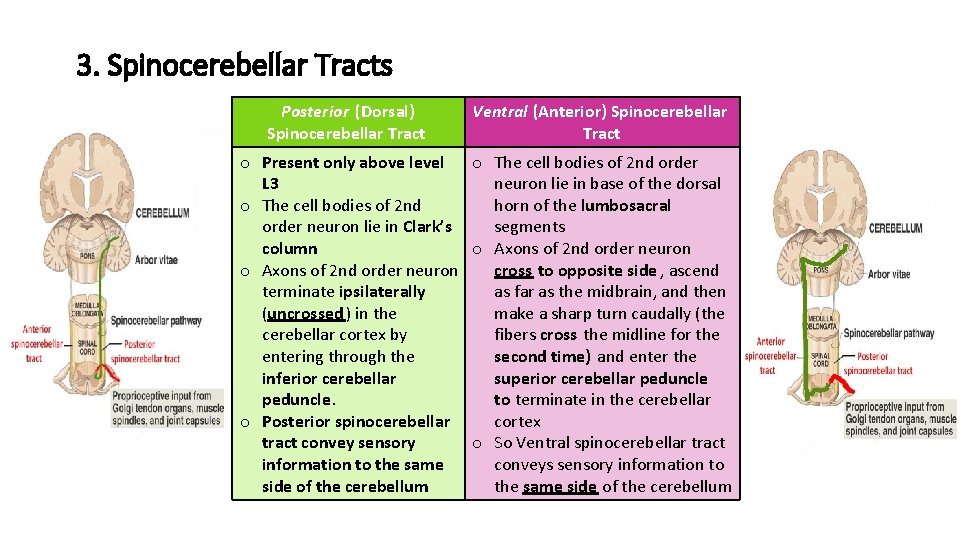 3. Spinocerebellar Tracts Posterior (Dorsal) Spinocerebellar Tract Ventral (Anterior) Spinocerebellar Tract o Present only