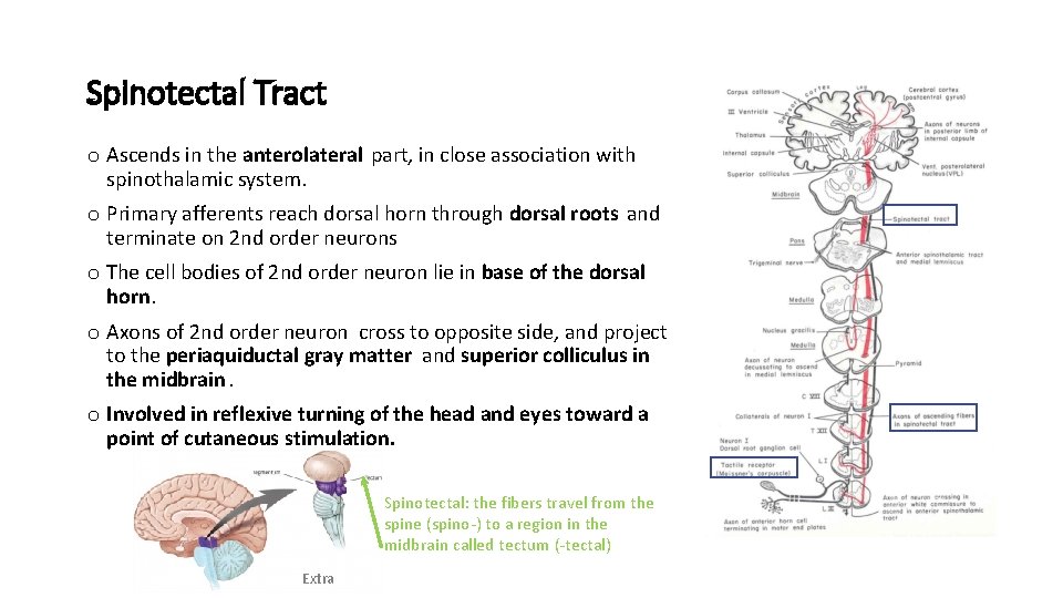 Spinotectal Tract o Ascends in the anterolateral part, in close association with spinothalamic system.