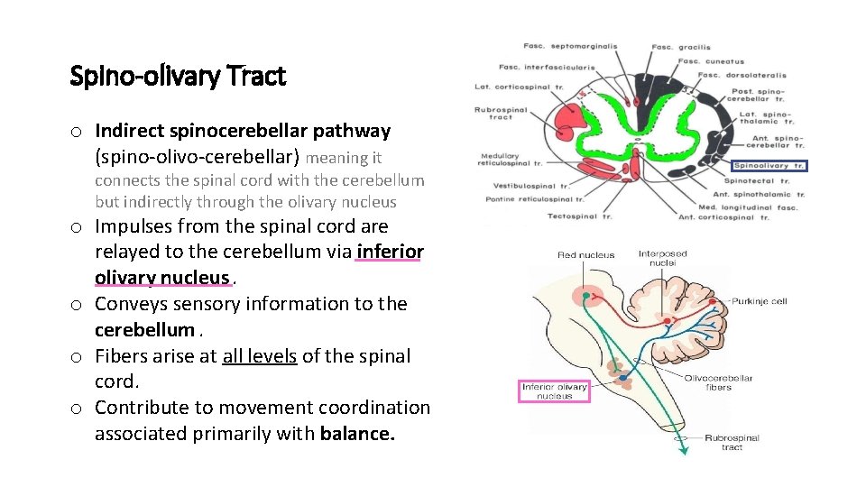 Spino-olivary Tract o Indirect spinocerebellar pathway (spino-olivo-cerebellar) meaning it connects the spinal cord with