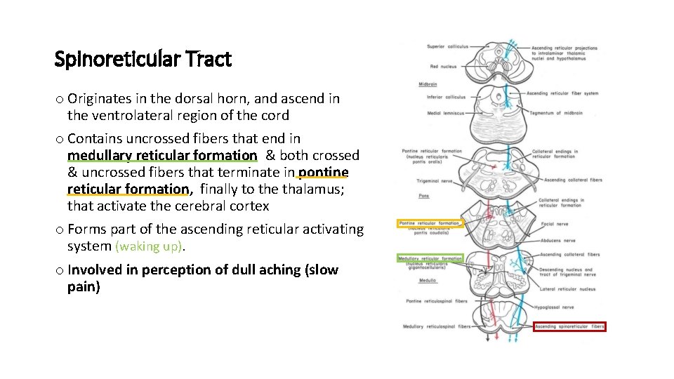 Spinoreticular Tract o Originates in the dorsal horn, and ascend in the ventrolateral region