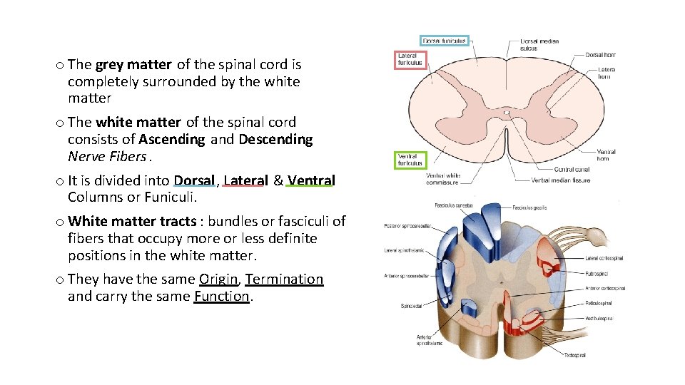 o The grey matter of the spinal cord is completely surrounded by the white