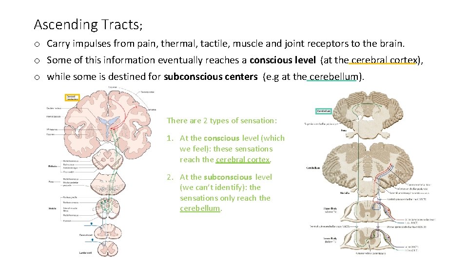 Ascending Tracts; o Carry impulses from pain, thermal, tactile, muscle and joint receptors to