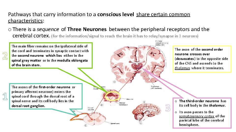 Pathways that carry information to a conscious level share certain common characteristics: o There