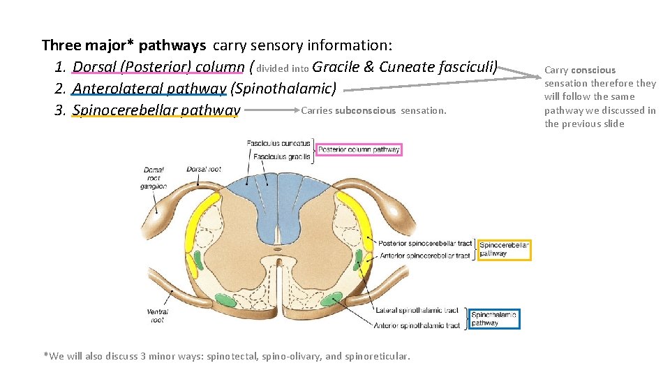 Three major* pathways carry sensory information: 1. Dorsal (Posterior) column ( divided into Gracile