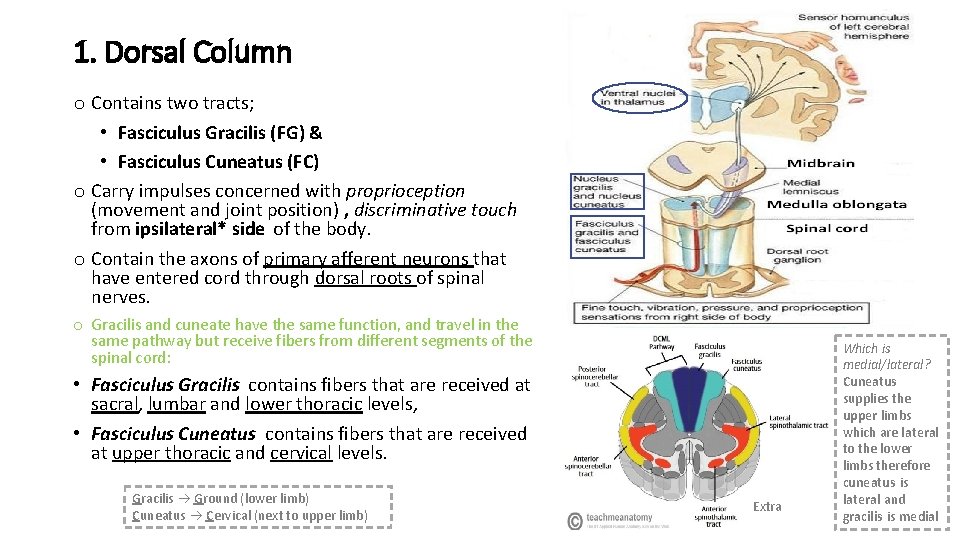 1. Dorsal Column o Contains two tracts; • Fasciculus Gracilis (FG) & • Fasciculus