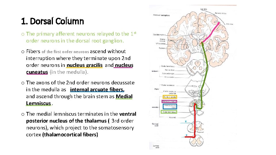 1. Dorsal Column o The primary afferent neurons relayed to the 1 st order