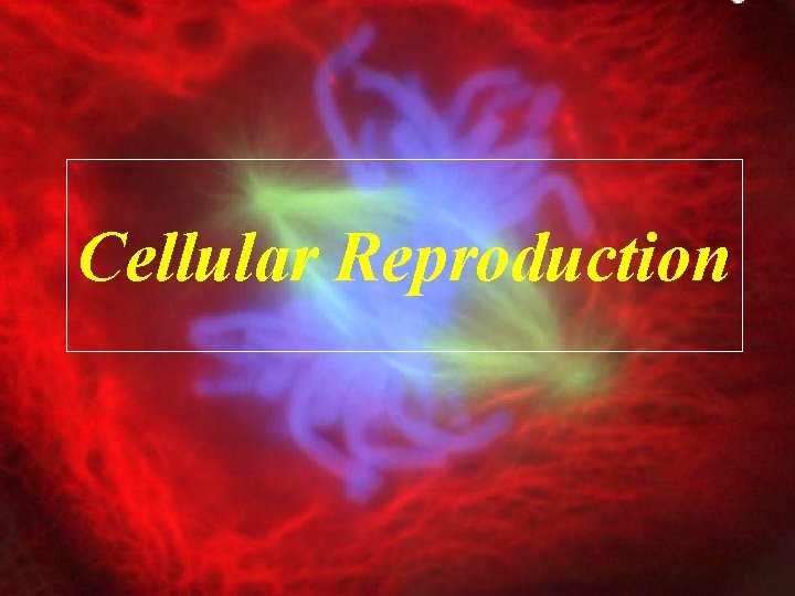 Cellular Reproduction 