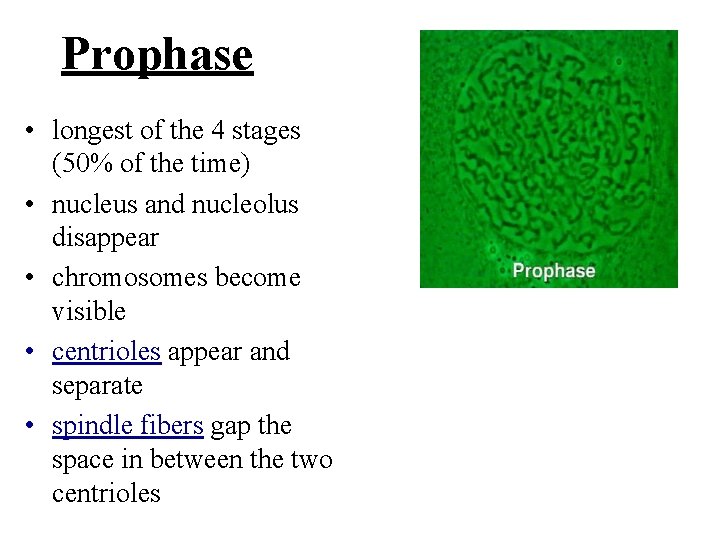 Prophase • longest of the 4 stages (50% of the time) • nucleus and