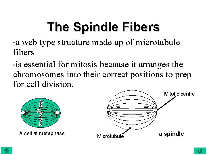 The Spindle Fibers -a web type structure made up of microtubule fibers -is essential