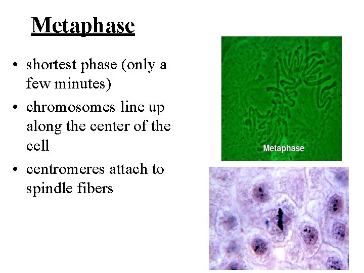 Metaphase • shortest phase (only a few minutes) • chromosomes line up along the