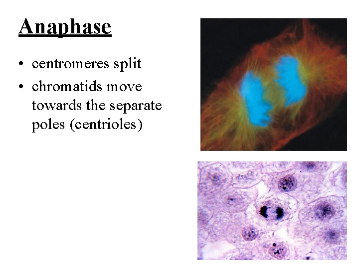 Anaphase • centromeres split • chromatids move towards the separate poles (centrioles) 