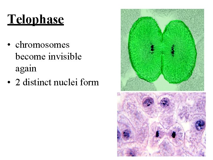 Telophase • chromosomes become invisible again • 2 distinct nuclei form 