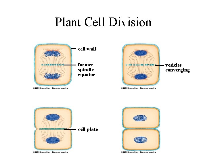 Plant Cell Division cell wall former spindle equator cell plate vesicles converging 