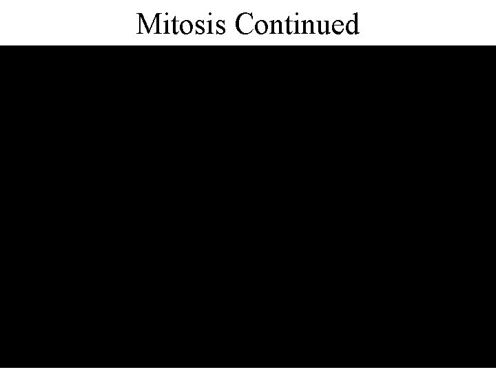 Mitosis Continued 