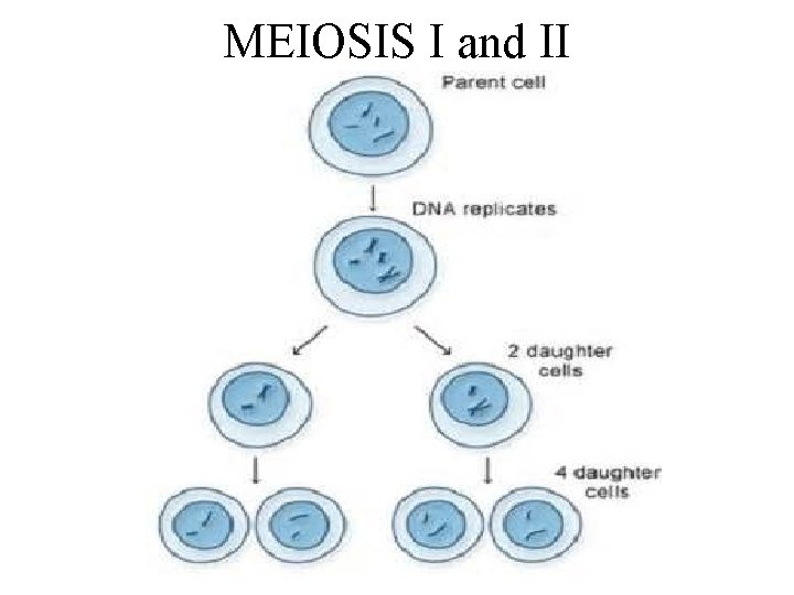 MEIOSIS I and II 