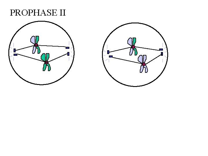 PROPHASE II 