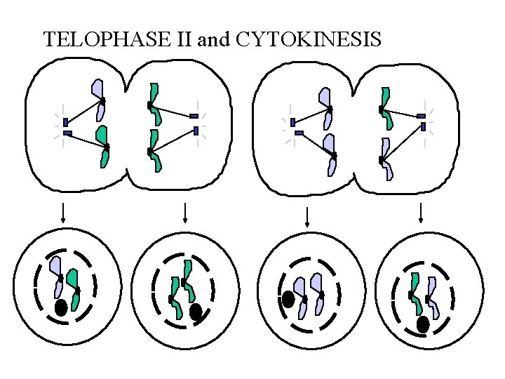 TELOPHASE II and CYTOKINESIS 