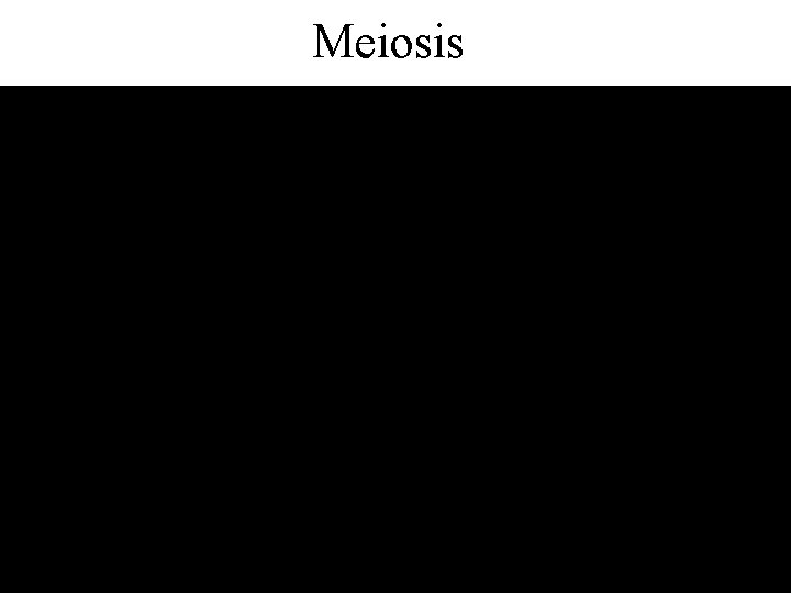 Meiosis 