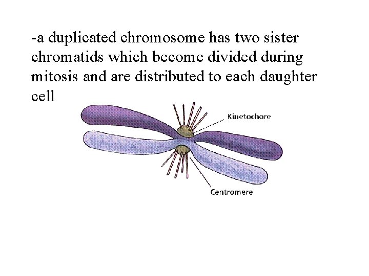 -a duplicated chromosome has two sister chromatids which become divided during mitosis and are