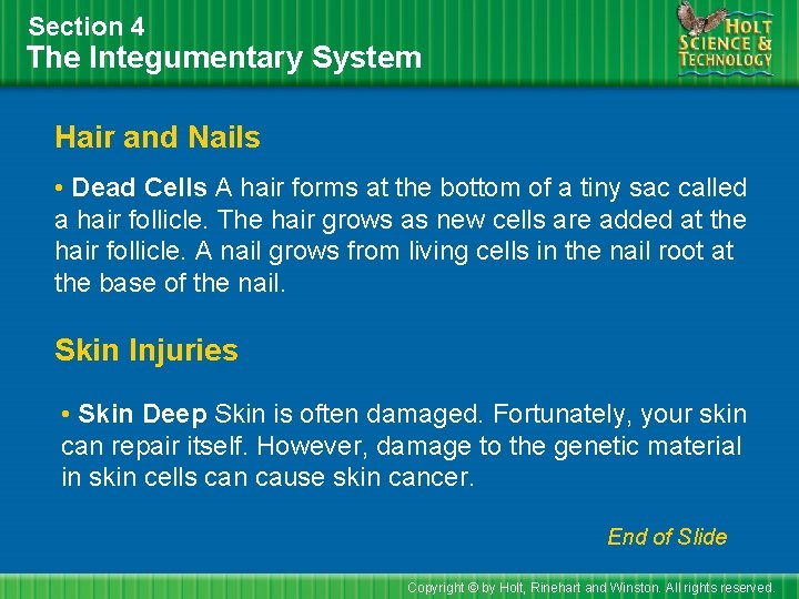 Section 4 The Integumentary System Hair and Nails • Dead Cells A hair forms