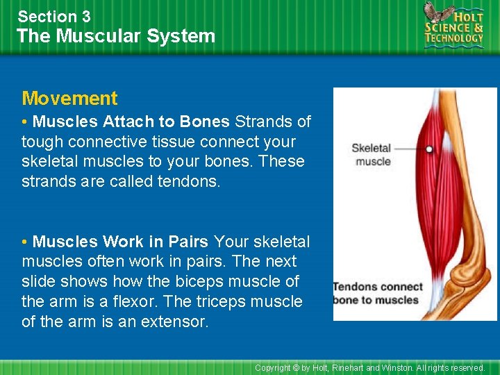 Section 3 The Muscular System Movement • Muscles Attach to Bones Strands of tough