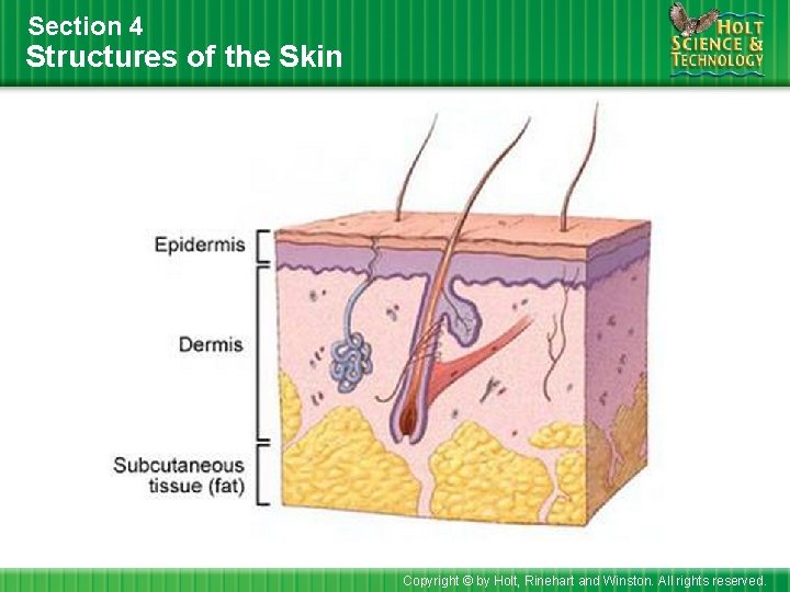 Section 4 Structures of the Skin Copyright © by Holt, Rinehart and Winston. All