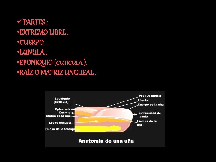 üPARTES : • EXTREMO LIBRE. • CUERPO. • LÚNULA. • EPONIQUIO (CUTÍCULA ). •