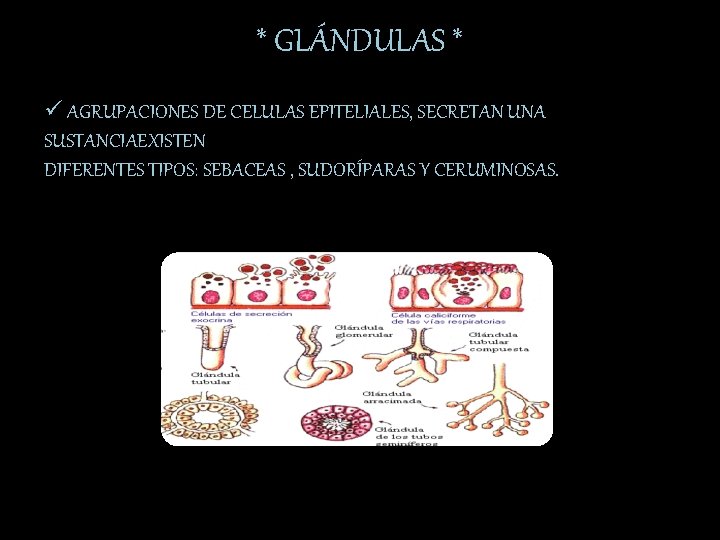 * GLÁNDULAS * ü AGRUPACIONES DE CELULAS EPITELIALES, SECRETAN UNA SUSTANCIAEXISTEN DIFERENTES TIPOS: SEBACEAS