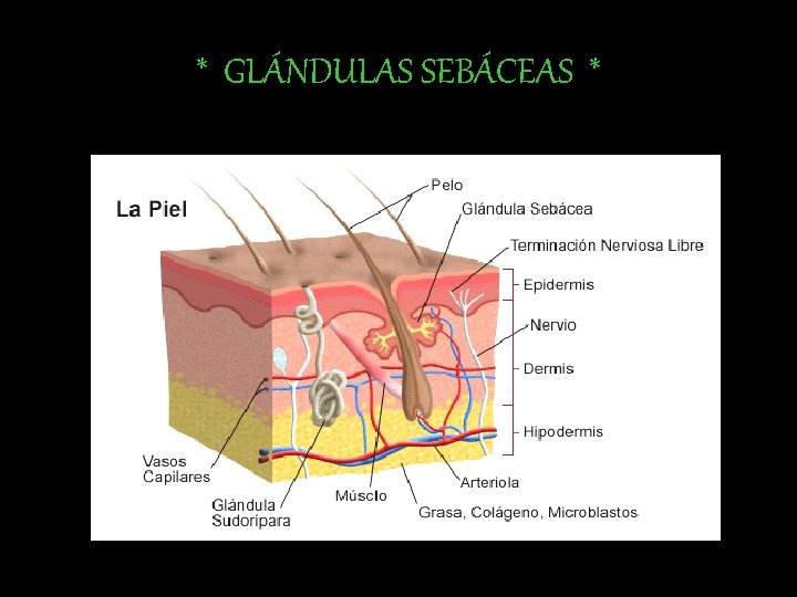 * GLÁNDULAS SEBÁCEAS * 