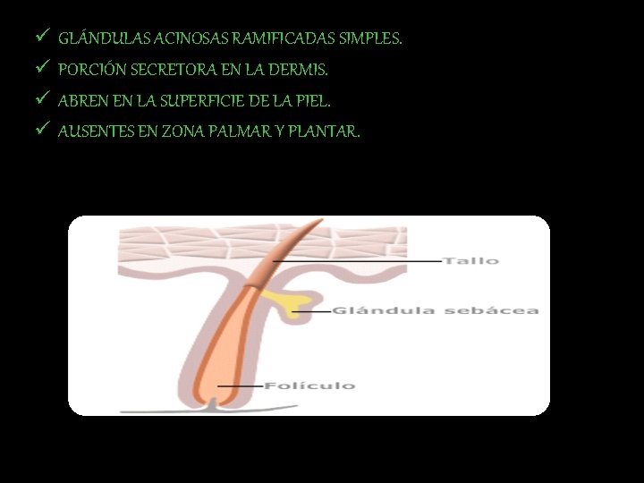 ü ü GLÁNDULAS ACINOSAS RAMIFICADAS SIMPLES. PORCIÓN SECRETORA EN LA DERMIS. ABREN EN LA