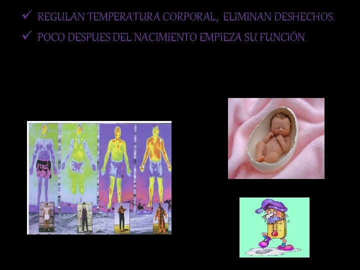 ü REGULAN TEMPERATURA CORPORAL, ELIMINAN DESHECHOS. ü POCO DESPUES DEL NACIMIENTO EMPIEZA SU FUNCIÓN.