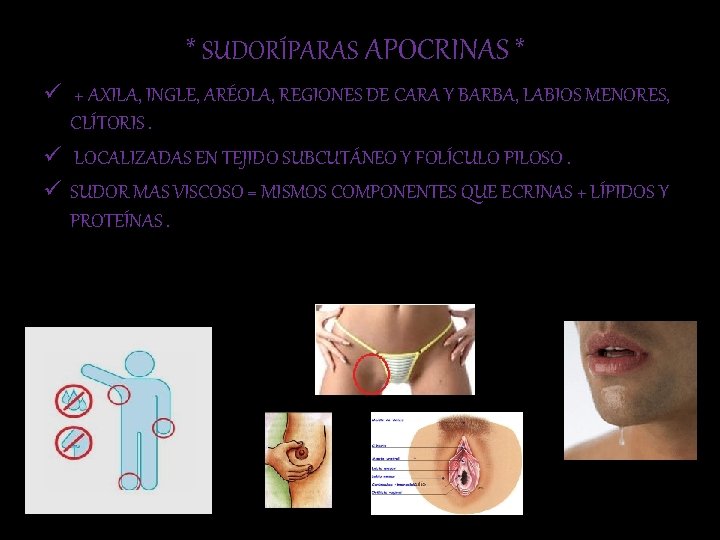 * SUDORÍPARAS APOCRINAS * ü + AXILA, INGLE, ARÉOLA, REGIONES DE CARA Y BARBA,